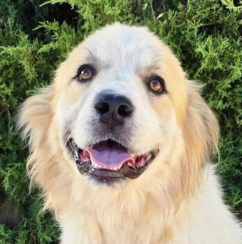 Jaunty Mr Joshua - Golden Pyr Perfection -  Golden Retriever and Great Pyrenees Dog for Adoption in North Valley, New Mexico - Jaunty Mr Joshua - Golden Pyr Perfection | PetCurious