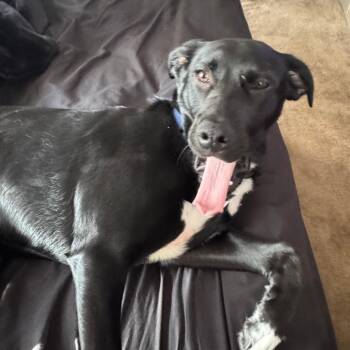 Mixed Breed Dogs Available for Adoption in Edwardsville, Illinois - Ozzy | PetCurious