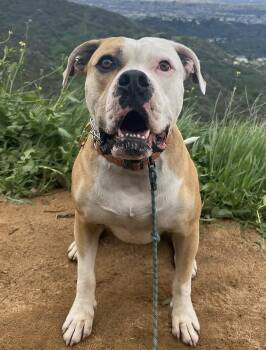 American Bulldog Dogs Available for Adoption - Cade | PetCurious