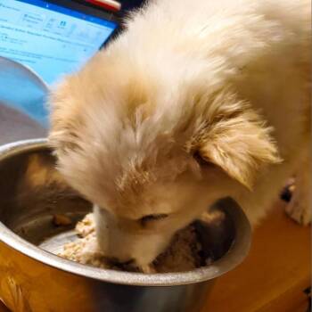 Porche -  Chow Chow and Husky Dog for Adoption in Bealeton, Virginia - Porche | PetCurious
