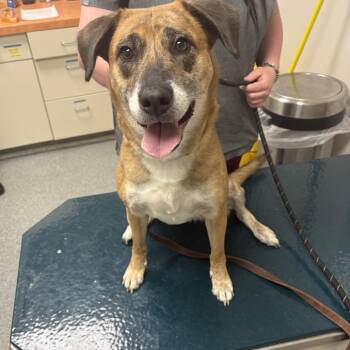 Mixed Breed Dogs Available for Adoption in Batavia, Ohio - Tigress | PetCurious