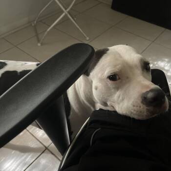 Chief -  Mixed Breed Dog for Adoption in West Palm Beach, Florida - Chief | PetCurious
