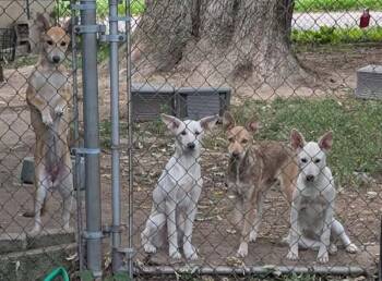 Husky pups -  Husky Dog for Adoption - Husky Pups | PetCurious