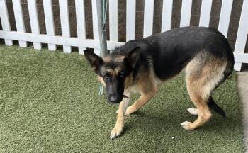 A613565 -  German Shepherd Dog Dog for Adoption in Modesto, California - A613565 | PetCurious