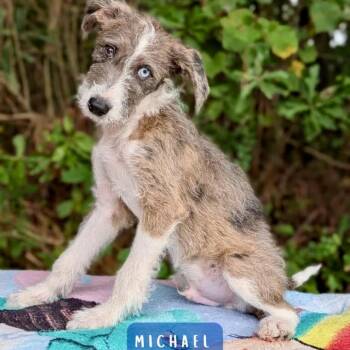 Michael 09-2318 -  Poodle and Old English Sheepdog Dog for Adoption in Tyrone, Georgia - Michael 09-2318 | PetCurious