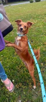 Glimmer -  Mixed Breed Dog for Adoption in Milton, Delaware - Glimmer | PetCurious