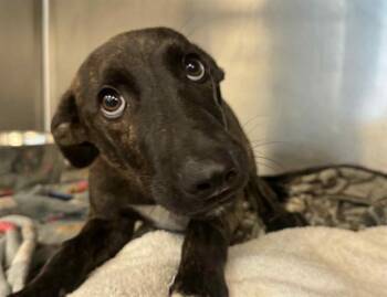 Rescue Plott Hound and Mixed Breed Dogs for Adoption in Dallas, Texas - KOBE | PetCurious