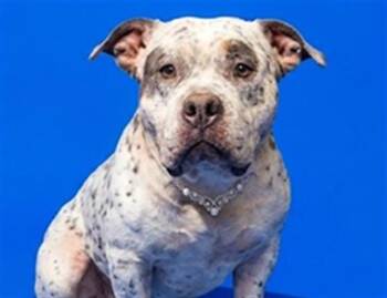 Mixed Breed Dogs Available for Adoption in Jacksonville, Florida - POOH BEAR | PetCurious