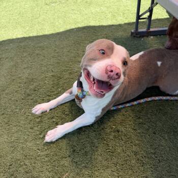 Boo -  Pit Bull Terrier Dog for Adoption in Albemarle, North Carolina - Boo | PetCurious