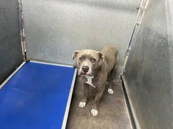 Rescue American Staffordshire Terrier and Mixed Breed Dogs for Adoption in Clovis, New Mexico - Thanksgiving | PetCurious