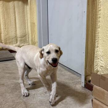 JW -  Labrador Retriever and Pit Bull Terrier Dog for Adoption in San Saba, Texas - JW | PetCurious
