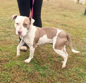 Terrier Dogs Available for Adoption - Lala 26D-041 | PetCurious