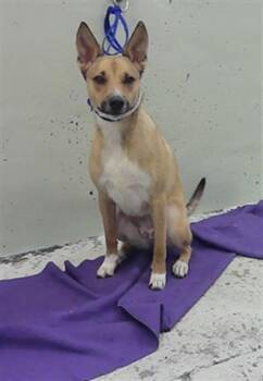 German Shepherd Dog and Mixed Breed Dogs Available for Adoption in Houston, Texas - SHAKTI | PetCurious