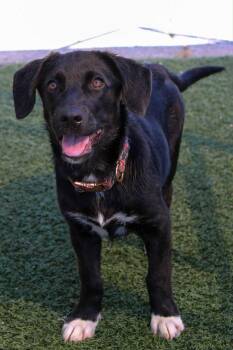 Rescue Black Labrador Retriever and Dachshund Dogs for Adoption in Owensboro, Kentucky - Caroline | PetCurious