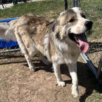 Tucker -  Anatolian Shepherd and Mixed Breed Dog for Adoption in TIMBERCRK CYN, Texas - Tucker | PetCurious