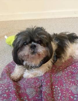 Rescue Shih Tzu Dogs for Adoption in Paramus, New Jersey - Tobi | PetCurious