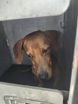A814197 -  Dachshund Dog for Adoption in San Antonio, Texas - A814197 | PetCurious