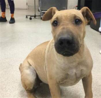 LOIS -  Shar Pei and Mixed Breed Dog for Adoption in Riverside, California - LOIS | PetCurious