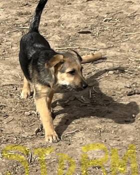 Storm -  German Shepherd Dog Dog Available for Adoption in Jerome, Idaho - Storm | PetCurious