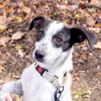 Rescue Beagle and Jack Russell Terrier Dogs for Adoption in West Grove, Pennsylvania - Ricky  (Male)     Avail  11/15 | PetCurious