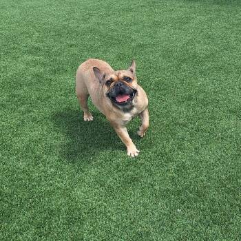 Taylor 4395 -  French Bulldog Dog for Adoption in Loxahatchee Groves, Florida - Taylor 4395 | PetCurious