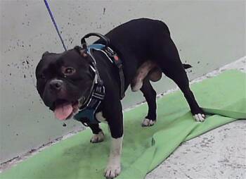 TOBY -  Staffordshire Bull Terrier and Mixed Breed Dog for Adoption in Houston, Texas - TOBY | PetCurious