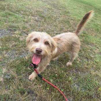 Lacey -  Terrier and Mixed Breed Dog for Adoption in Wake Forest, North Carolina - Lacey | PetCurious