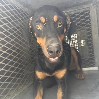 Duke Kaboom -  Doberman Pinscher and Rottweiler Dog for Adoption in Edinburg, Texas - Duke Kaboom | PetCurious