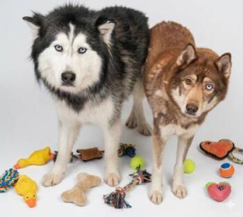 Siberian Husky and Mixed Breed Dogs Available for Adoption - Nala | PetCurious