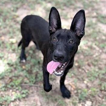 Darla -  Australian Kelpie and Shepherd Dog for Adoption in Owosso, Michigan - Darla | PetCurious