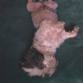 Jack -  Shih Tzu Dog for Adoption in Festus, Missouri - Jack | PetCurious