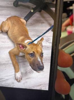 Gianna -  Mixed Breed Dog for Adoption in Atlanta, Georgia - Gianna | PetCurious