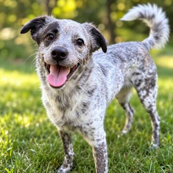 Marta -  Australian Cattle Dog Blue Heeler Dog for Adoption in Humble, Texas - Marta | PetCurious