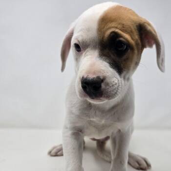 Mixed Breed Dogs Available for Adoption in Columbia, Missouri - Chutes And Ladders | PetCurious