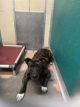 PAX -  Pit Bull Terrier and Mixed Breed Dog for Adoption in Texas City, Texas - PAX | PetCurious