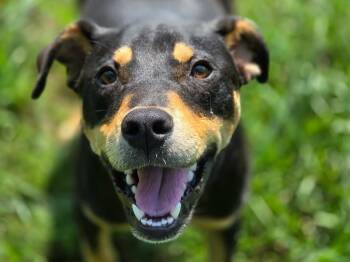 Odessa -  Rottweiler and Hound Dog for Adoption in Anniston, Alabama - Odessa | PetCurious