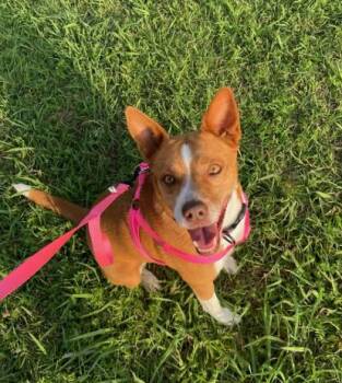 Basenji Dogs Available for Adoption in Dallas, Texas - Ruby GDP | PetCurious
