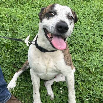 Tank -  Pit Bull Terrier Dog for Adoption in Sand Springs, Oklahoma - Tank | PetCurious