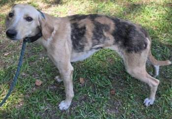 Panda -  Hound and Mixed Breed Dog for Adoption in Conway, South Carolina - Panda | PetCurious