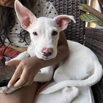 Mia -  Terrier Dog for Adoption in Mico, Texas - Mia | PetCurious
