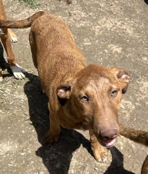 Vizsla Dogs Available for Adoption in Pine Bluff, Arkansas - Jackson | PetCurious