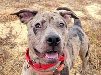 Tiny -  Mixed Breed Dog for Adoption in Atlanta, Georgia - Tiny | PetCurious