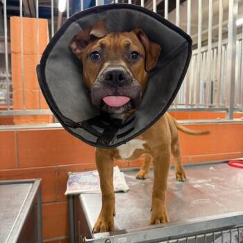 Pit Bull Terrier Dogs Available for Adoption - Spudley ~ Coming Soon!!! | PetCurious