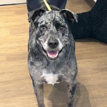 Catahoula Leopard Dog Dogs Available for Adoption in League City, Texas - Rippley | PetCurious