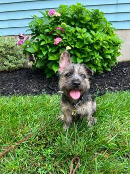 Rayna -  Terrier Dog for Adoption in Berlin, New Jersey - Rayna | PetCurious