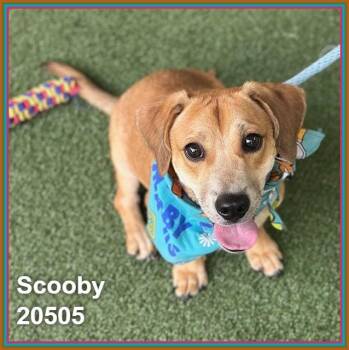 SCOOBY -  Dachshund and Beagle Dog for Adoption in Marietta, Georgia - SCOOBY | PetCurious