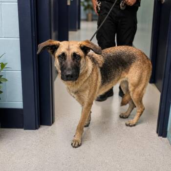 Jael D46199 -  German Shepherd Dog Dog for Adoption in Corsicana, Texas - Jael D46199 | PetCurious