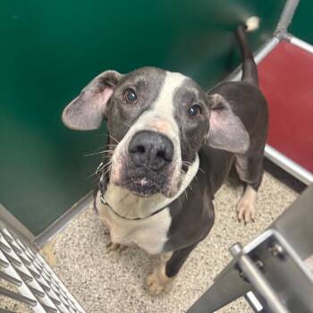 Waylon -  Pit Bull Terrier and Hound Dog for Adoption in Milan, Illinois - Waylon | PetCurious