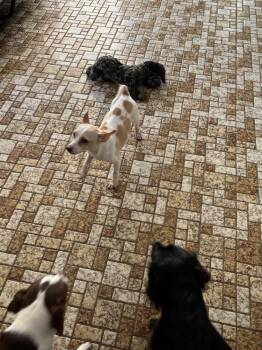 Wink -  Chihuahua Dog for Adoption in Lakeland, Florida - Wink | PetCurious