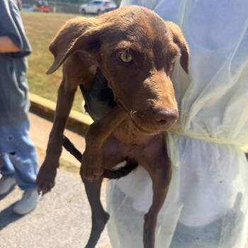Tori -  Mixed Breed Dog for Adoption in Corinth, Mississippi - Tori | PetCurious